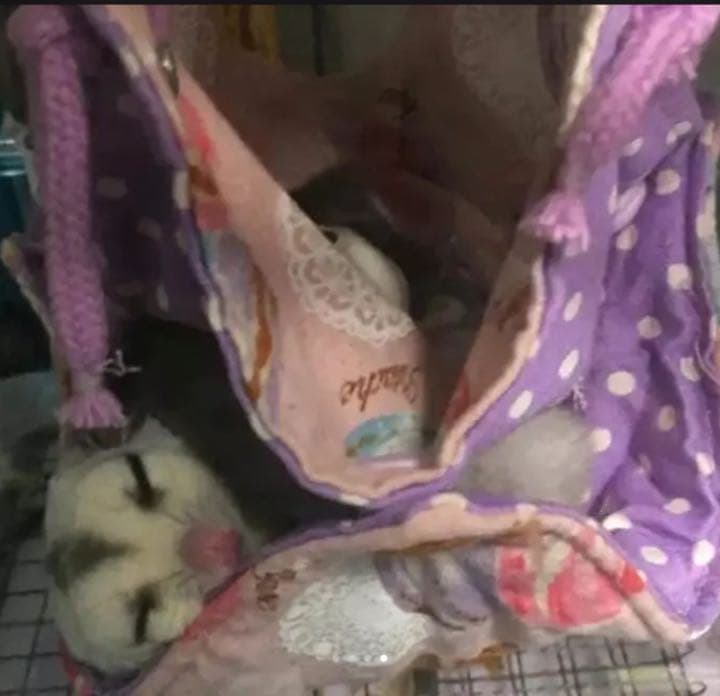 モモンガハウス（迷彩・恐竜柄）春（冬）秋仕様  1850円