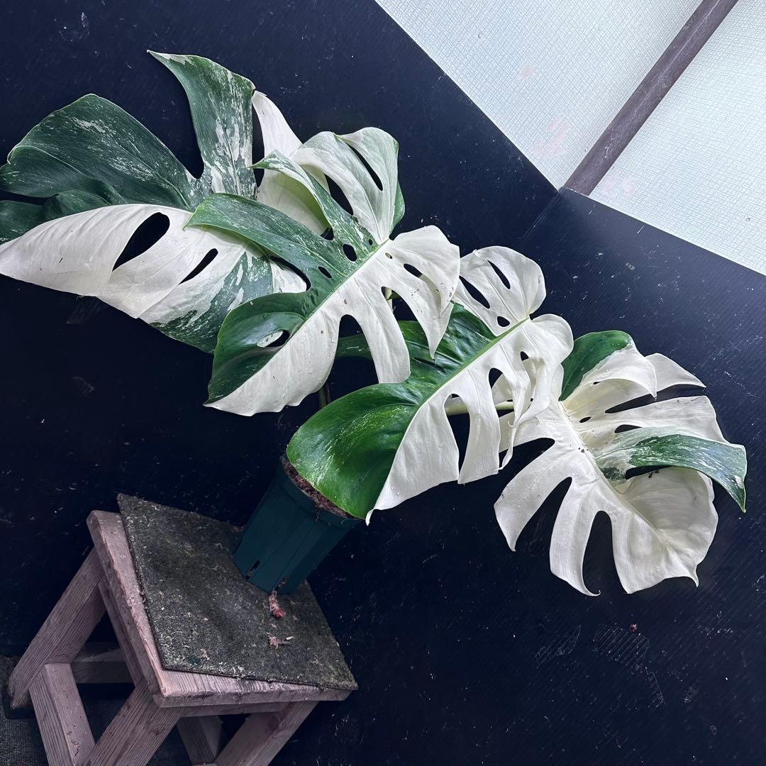 ほ*し様 モンステラ斑入りハーフムーンホワイトタイガー極美斑入り　　 51cm
