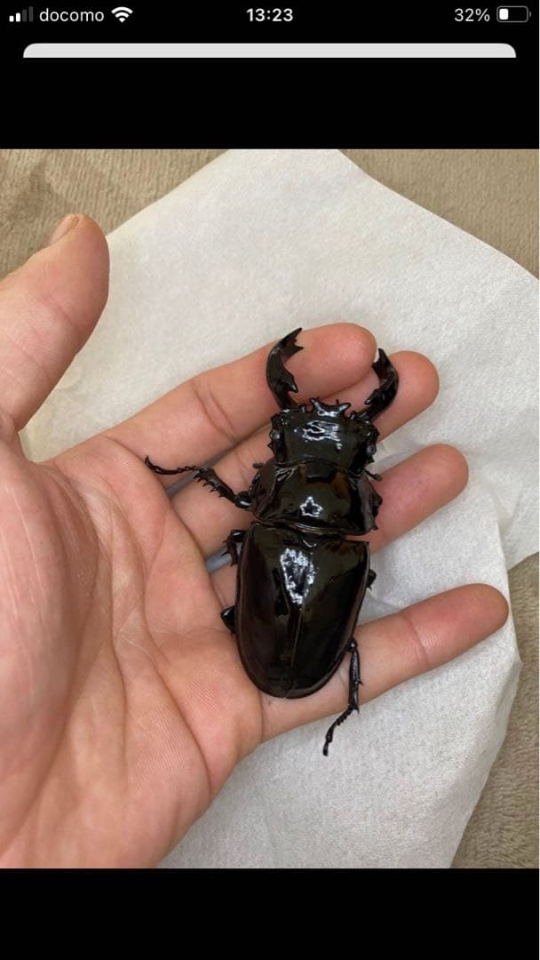 サタン♂♀ペア　タランドゥス　標本