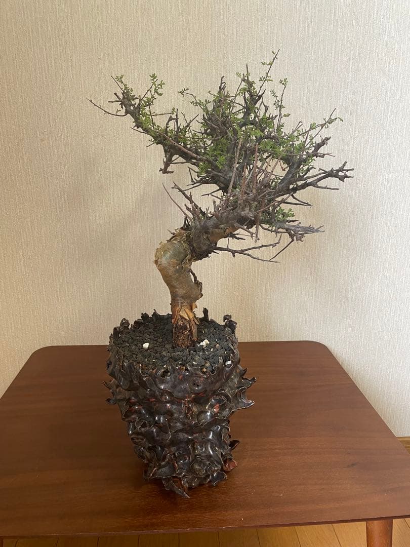 大株　コミフォラ　ピンネイトリーブス　平井秀