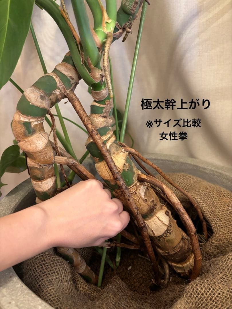大型幹上がりモンステラ＆無印良品セメント鉢セット