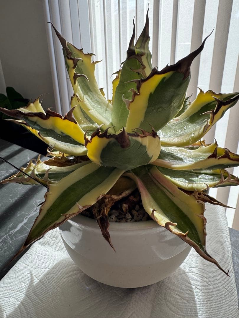 【大株】アガベ　スナグルトゥース　親株(子株付き)