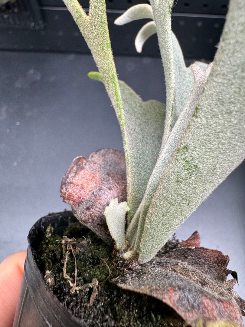 【平凡之鹿】YMDS Totoro HHRナーセリータグ付け #113