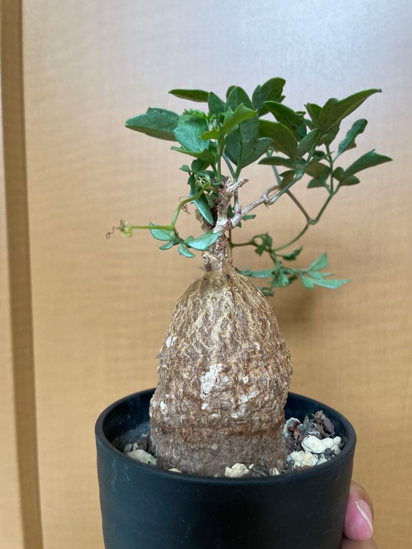 キフォステンマ　エレファントプス