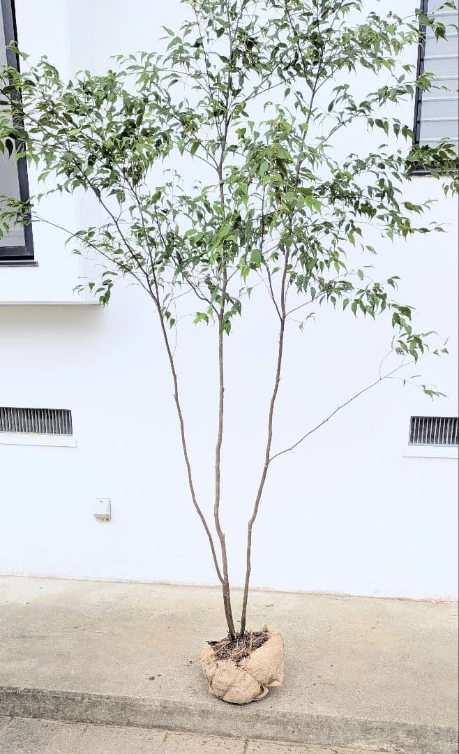 神々しく。山採りハイノキ。