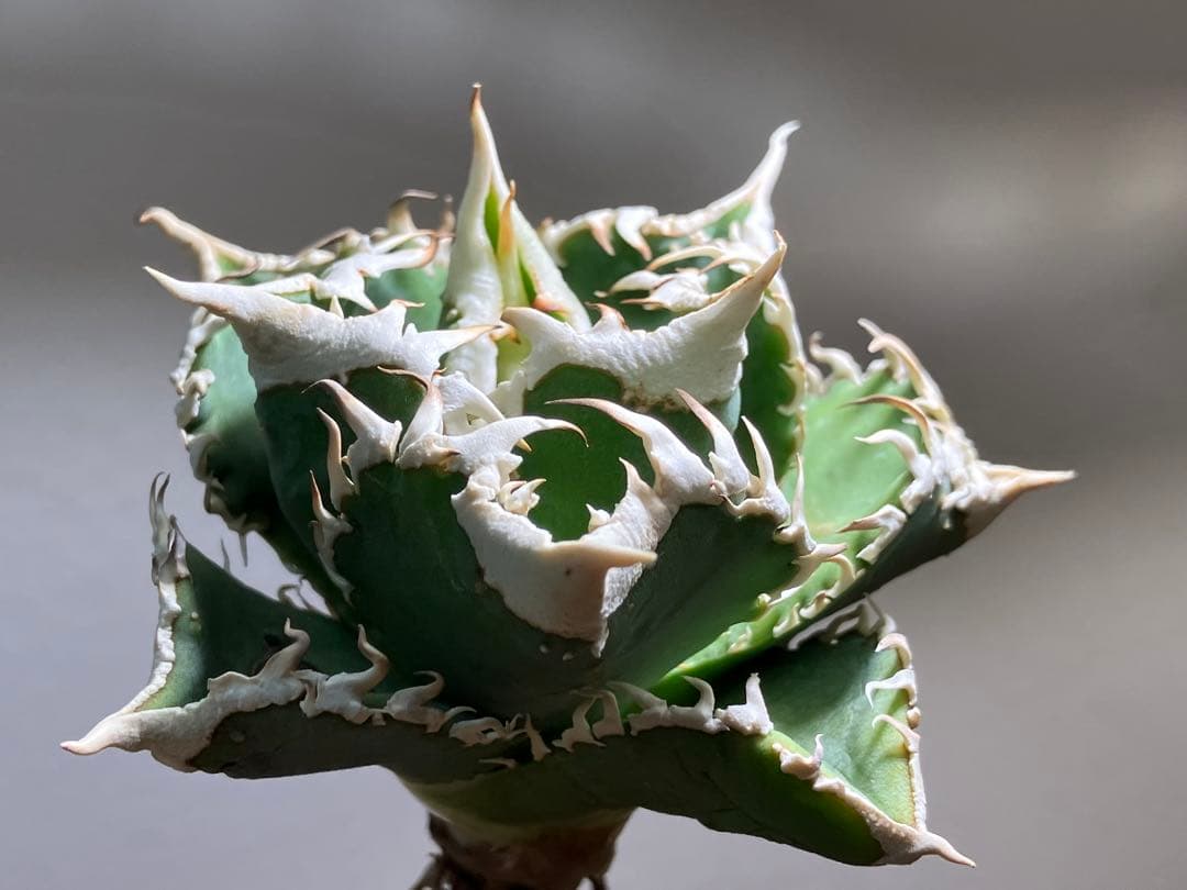 C*7様 【初売りオークション】116 超選抜　優秀　太棘　子株付き　アガベ　白