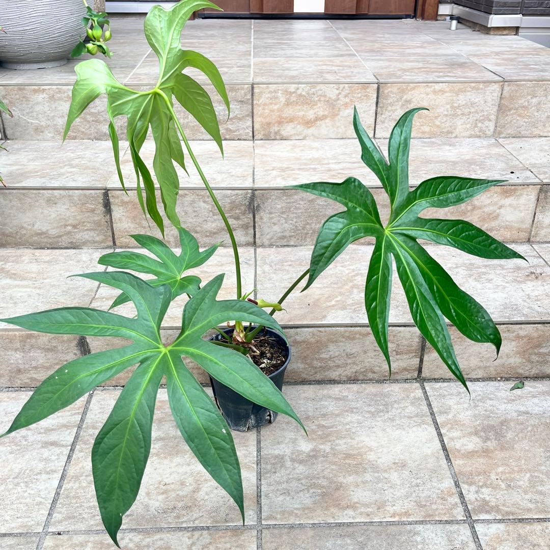 【大特価】アンスリウム　ペダトラディアツム　No.013　鉢、送料込　メルカリ便