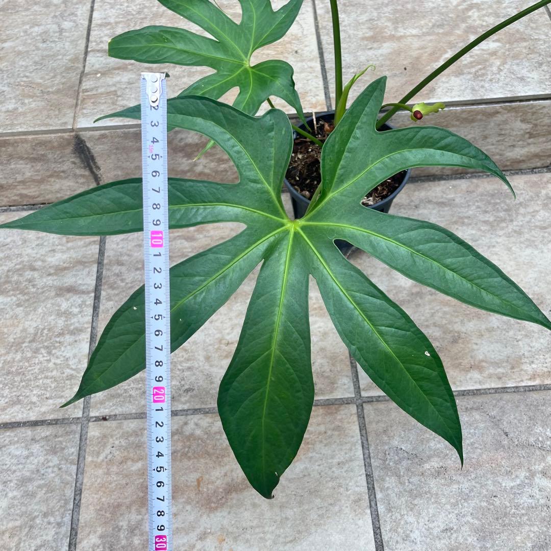 【大特価】アンスリウム　ペダトラディアツム　No.013　鉢、送料込　メルカリ便