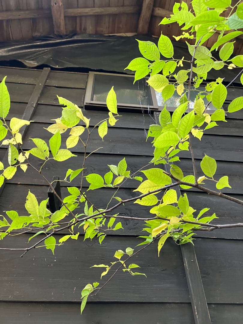 600 山採り　ウワミズザクラ