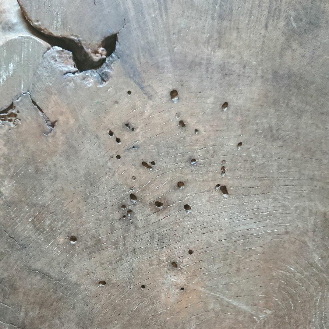 銘木（無垢） 花台 ローテーブル