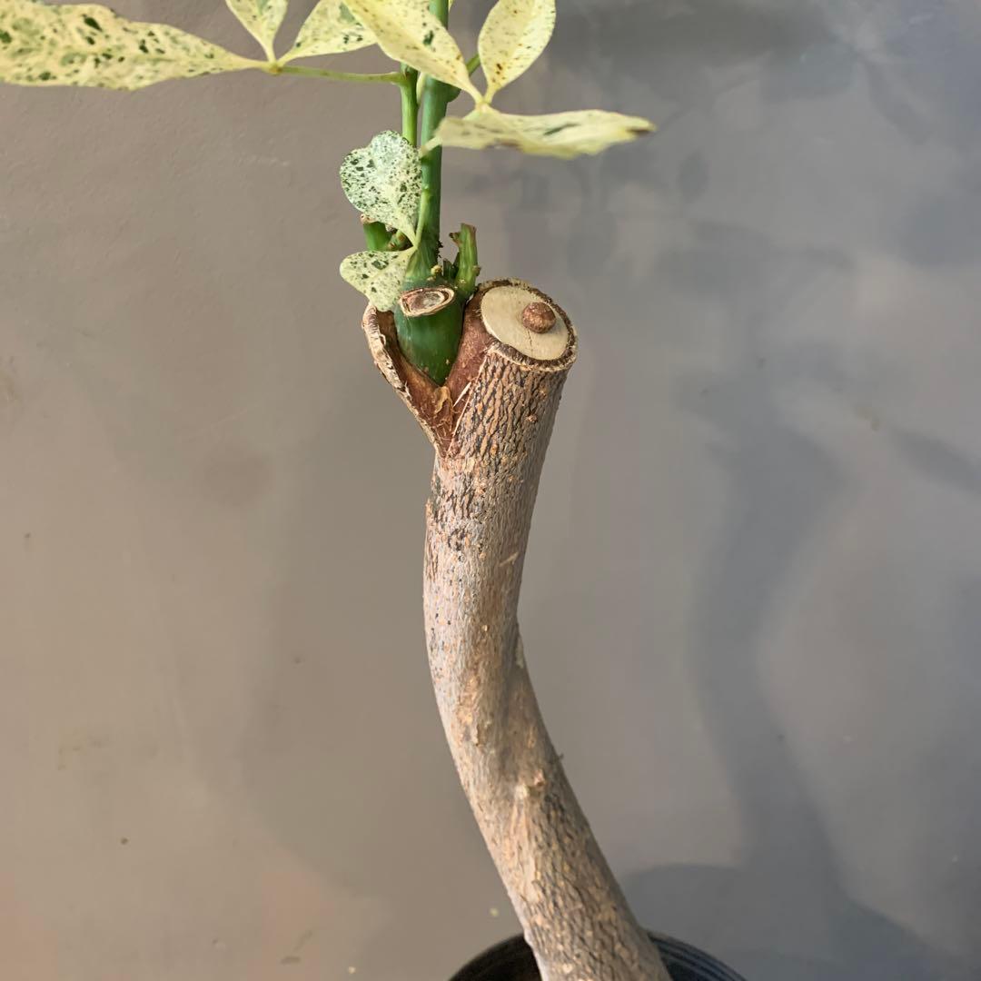 パキラ ミルキーウェイ 11