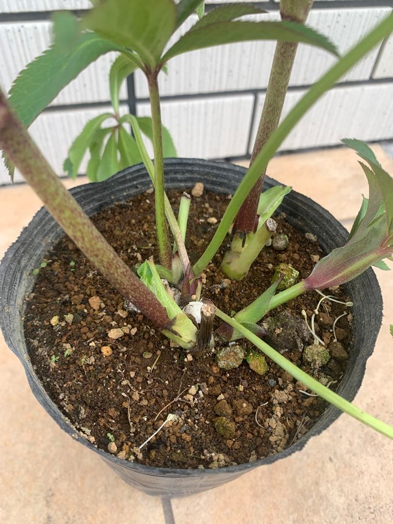 今週限定　野田園芸　クリスマスローズ