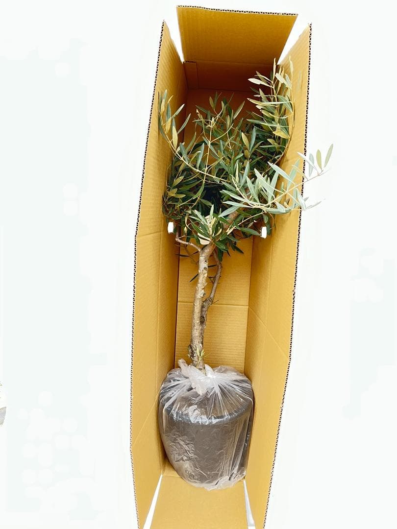 オリーブの木　ネバディロブランコ　約150cm　NO.1885　大型　現品掲載