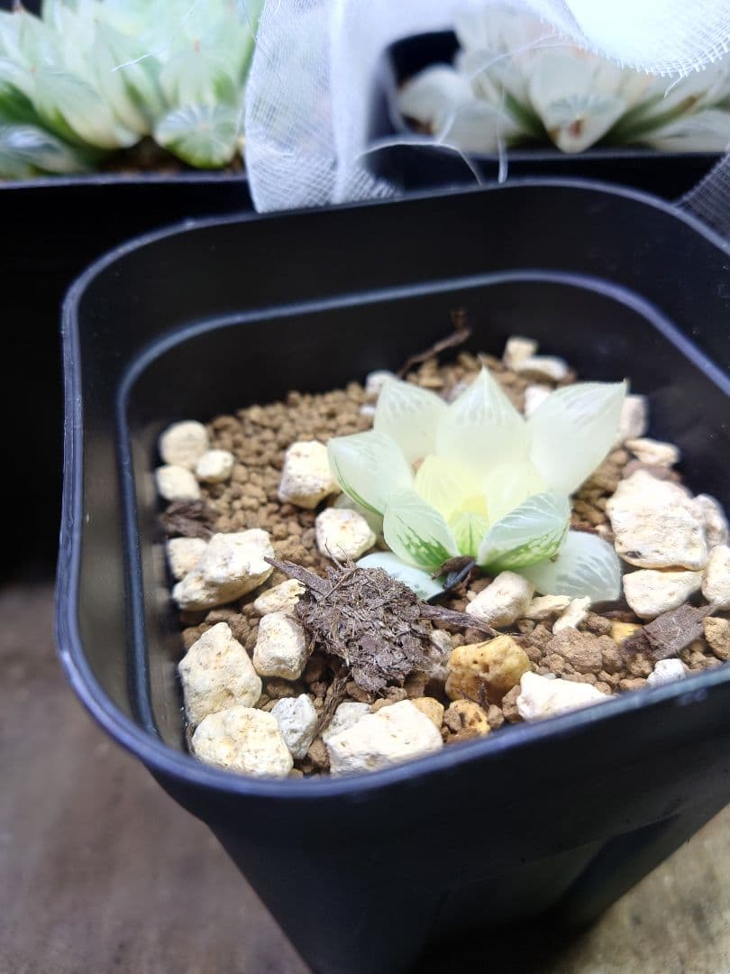 【白蛇伝】カキコ株　発根済み！