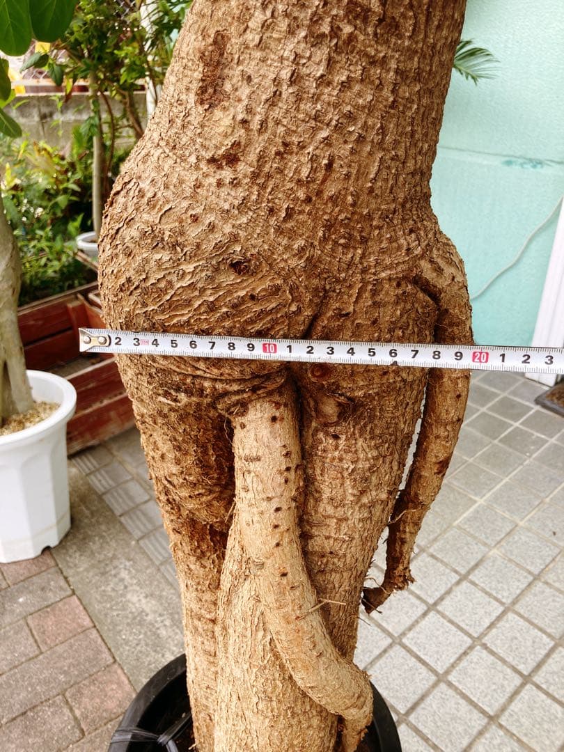 福助　ボトルツリー　ブラキキトン・ルペストリス　超特大　極太幹 送料無料