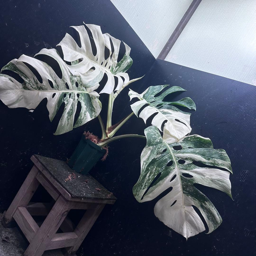 斑入りモンステラ ホワイトタイガー極美大株53cm白斑多