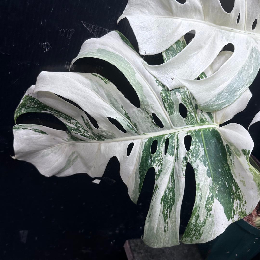 斑入りモンステラ ホワイトタイガー極美大株53cm白斑多