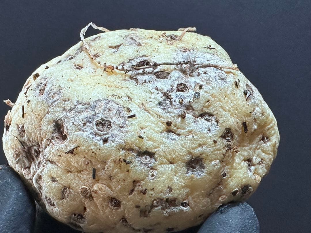 あ*き様 614特選ブラキステルマバーベラエBrachystelma barbe