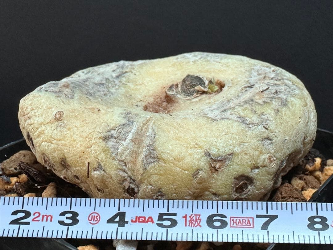 あ*き様 614特選ブラキステルマバーベラエBrachystelma barbe